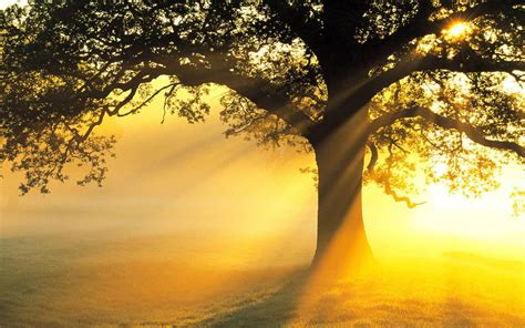 Tree Sunlight Wallpapers Top Free Tree Sunlight Backgrounds