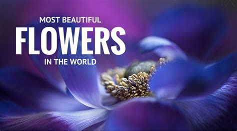 She says beautiful flowers make us feel good. 32 Most Beautiful Flowers In The World • Alter Minds