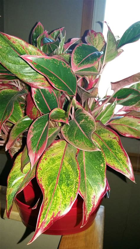Red Leaved House Plants Image Result For Houseplant Green And Red Leaves Purple Plants
