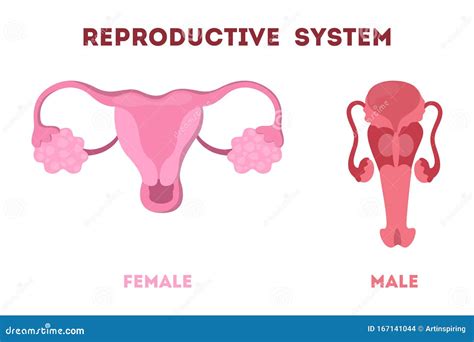 Male Reproductive System Internal Organs