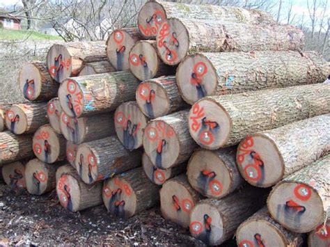 Red Oak Wood Logs Manufacturer In Toronto Canada By Glo Ent Worldwide Resources Inc Id 963629