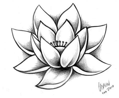 Sketches Lotus Drawing Flower Drawing Lotus Tattoo Design