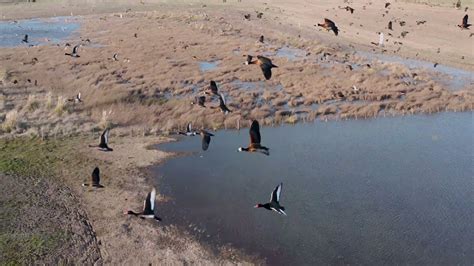 Come Fly With Argenhunts And Check The Ducks Youtube