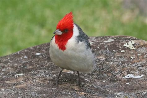 22 Species Of Birds With Red Heads Photos Golden Spike Company