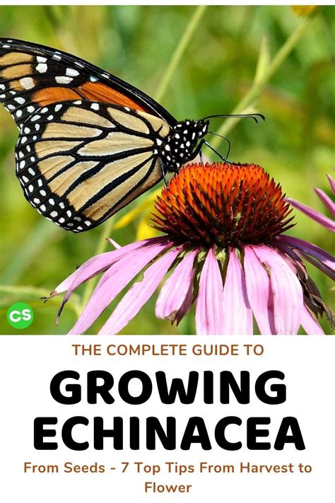 The Complete Guide To Growing Echinaceaconeflower From Seeds 7 Easy
