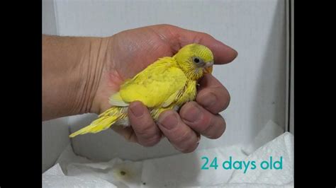 Growth Of A Yellow Pied Baby Budgie Youtube