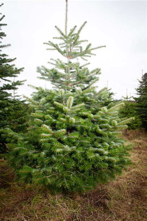 5ft Nordman Fir Christmas Tree Northumberland Christmas Trees