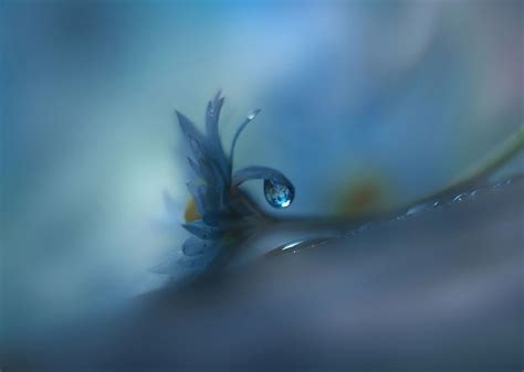 Oo By Juliana Nan Water Droplets Art Macro Flower Photo