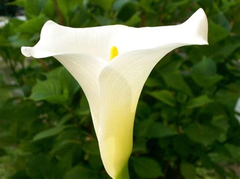 Calla lilies are not legitimate lilies, according to the vermont veterinary medical association. A-Z List of Poisonous House Plants for Cats and Dogs
