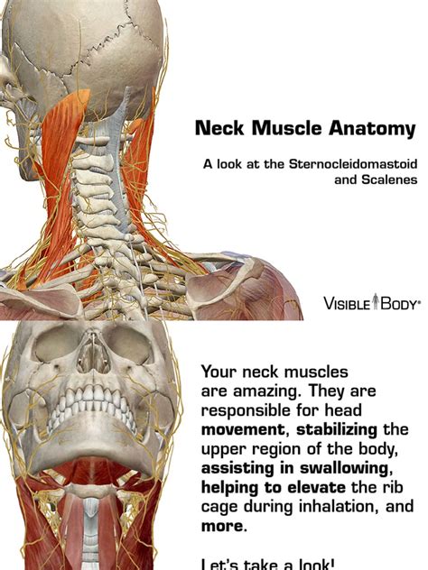 Back Neck Muscle Anatomy