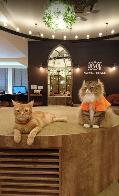 Enjoy a coffee with the company of an owl, a rabbit, a cat or a hedgehog while your stay in tokyo. Cat Cafe Tokyo - The 7 Best Places Of The City You Have To ...