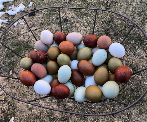 A Guide To Chicken Egg Colors Why Do Chickens Lay Different Colored Eggs Learn The Simple