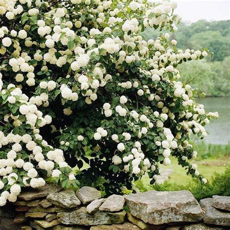 Snowball Viburnum Flowering Hedge Requires Full Sunpartial Shade