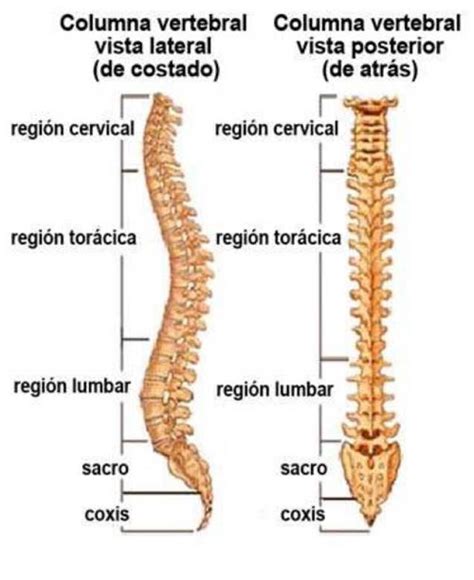 La Anatomía De Tu Espina Dorsal Alto Al Dolor De Espalda