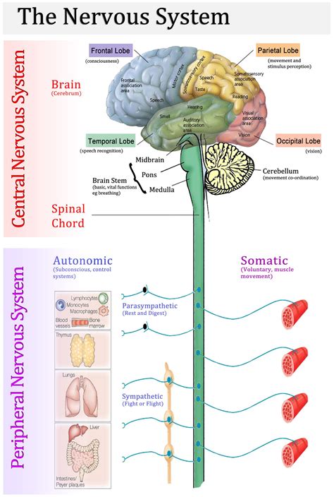 Central nervous system (consists of the brain and spinal cord) peripheral nervous system (includes all the nerves of the body) central nervous system Pin by Martina Anna Buffa on Health | Nervous system ...