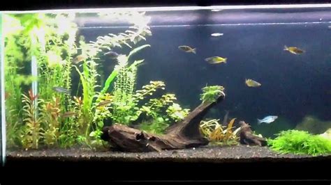 55 Gallon Planted Tank Close Up Youtube