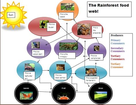 Ffood Web Of Rainforest Template Printable
