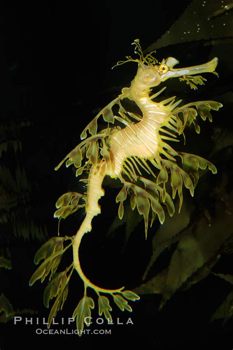 Leafy Seadragon Phycodurus Eques Photo 07814