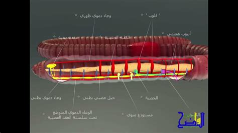 التكاثر في دودة الارض - فيديو توضيحي - YouTube