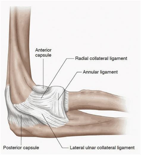 The elbow is the visible joint between the upper and lower parts of the arm.it includes prominent landmarks such as the olecranon, the elbow pit, the lateral and medial epicondyles, and the elbow joint.the elbow joint is the synovial hinge joint between the humerus in the upper arm and the radius and ulna in the forearm which allows the forearm and hand to be moved towards and away from the body. Anatomy Bones and Articulations Quiz 3 Flashcards | Easy Notecards