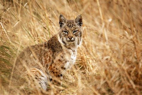 Bobcat Photo Tour In Northern California Cat Expeditions