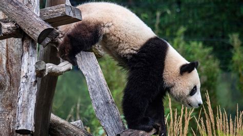 Panda Twins Celebrate Second Birthday At Berlin Zoo Cgtn