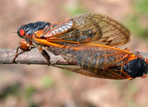 17 Year Cicadas Are Coming Are You Ready Purdue University Pest