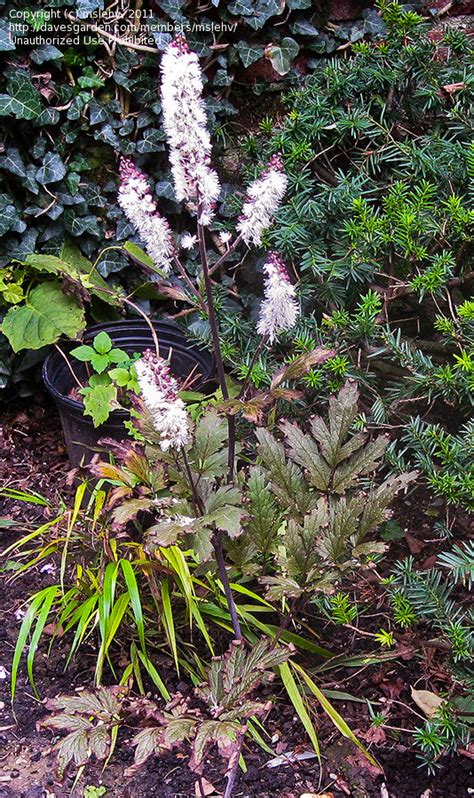 Plantfiles Pictures Actaea Branched Bugbane Black Snakeroot Black