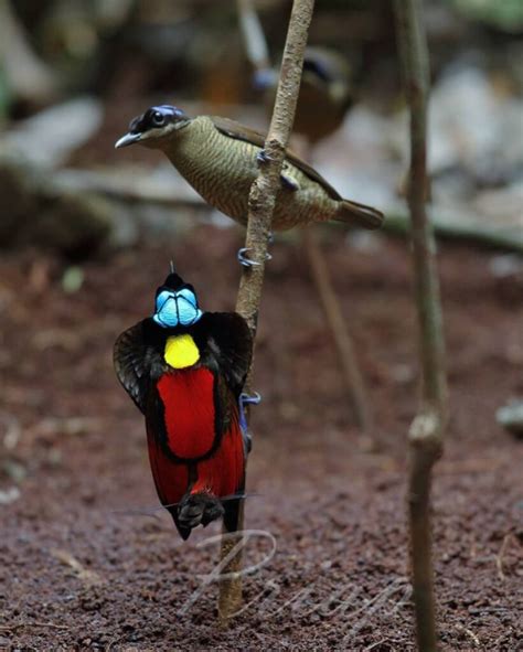 The Wilson S Bird Of Paradise Is Utterly Exquisite