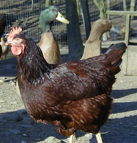Poultry Rearing Modern Farming Methods