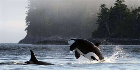 Best Whale Watching Tours In Bc See Humpbacks Orcas Porpoises