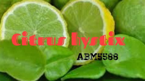 Kandungan berkhasiat dalam limau purut. Khasiat Limau Purut yang Tidak diketahui | Citrus hystix ...