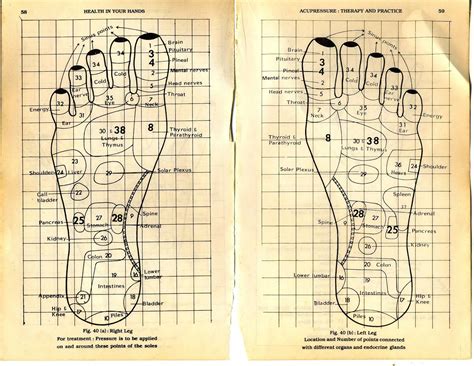 Faithful Sujok Points Chart Free Reflexology Pressure Points Chart Chinese Foot Massage Pressure
