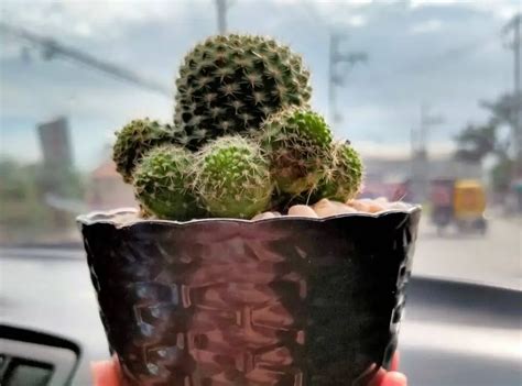 Cactus Pups Why Are They So Important Succulent Thrive