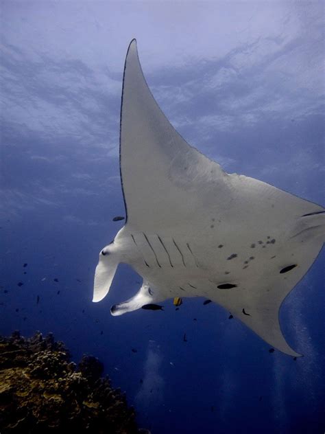 10 Amazing Facts About Manta Rays Gallery Queensland Blog Manta