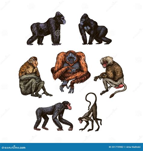 Bonobo Or Chimpanzee, Western Gorilla , Orangutan In Vintage Style