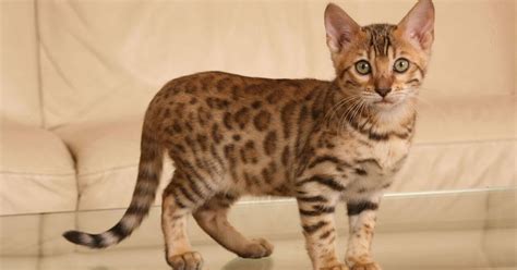How To Identify A Bengal Cat Catsinfo