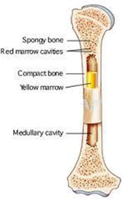 Medullary cavity the inside of the shaft is usually hollow, except that it is filled with yellow marrow in adults and red marrow in small children. General features of a LONG BONE - Biology 225 with Watson ...