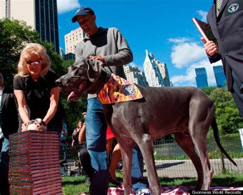 Giant George Dead Former Guinness Worlds Tallest Dog Has Died Huffpost