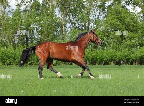 Race Horse Running In Paddock On The Green Bushes Background Stock