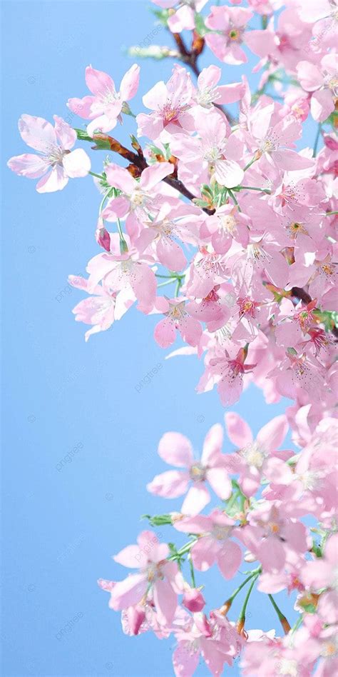 Pink Flowers Are Blooming On The Branches Of A Tree In Front Of A Blue Sky