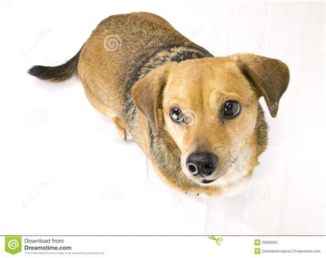 Dog Puzzled Stock Image Image Of Mammal Doggy Baby 29203597