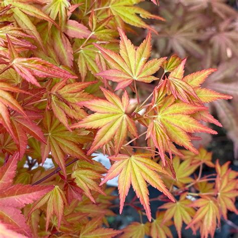 Japanese Maple Trees — Seattles Favorite Garden Store Since 1924