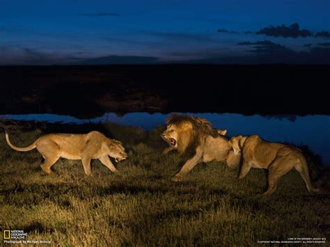 乾期でストレスがたまる雌ライオンたち（タンザニア） ナショナル ジオグラフィック日本版サイト