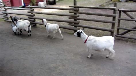 Baby Goats Running At The Petting Zoo Youtube