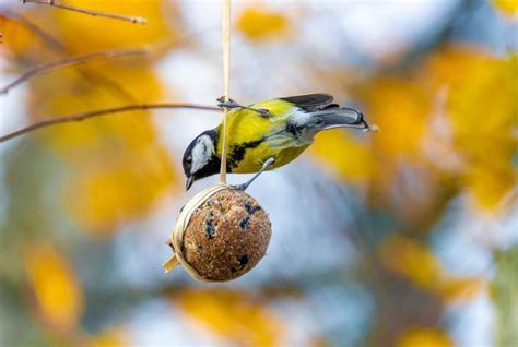 Voici Comment Attirer Les Oiseaux Dans Votre Jardin