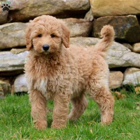 They thrive on human interaction and actively seek out. Winner - Goldendoodle Puppy For Sale in Pennsylvania