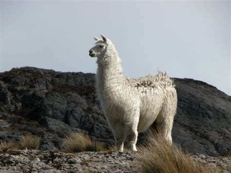 The Majestic Llama Llama Llama Drama Animals