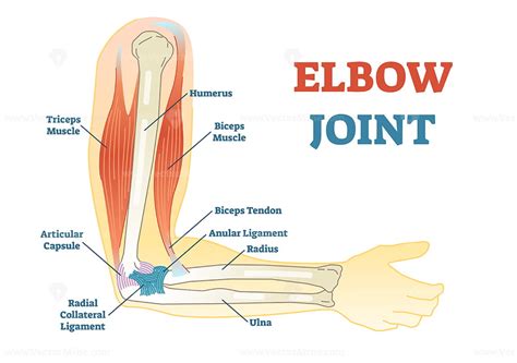 Elbow Joint Vector Illustrated Diagram Vectormine