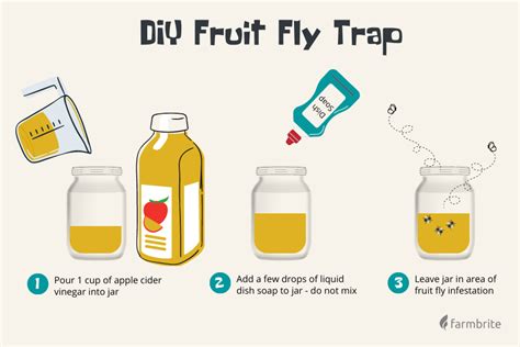 How To Get Rid Of Fruit Flies